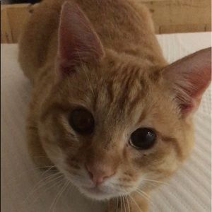 Meet your Posher, Audrey